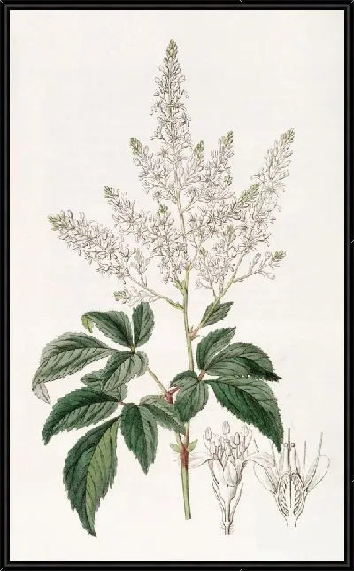 Картина Бородатый Луговой-сладкий (1815-1819)