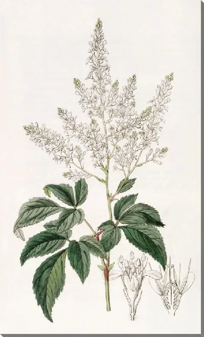 Картина Бородатый Луговой-сладкий (1815-1819)