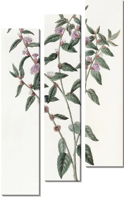 Картина Вернония пазушноцветковая (1815-1819)
