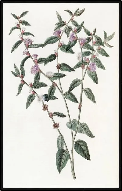 Картина Вернония пазушноцветковая (1815-1819)