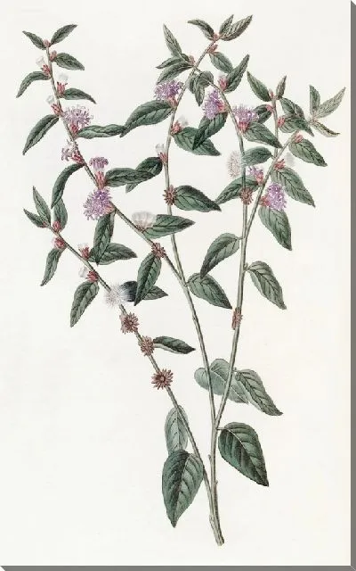 Картина Вернония пазушноцветковая (1815-1819)