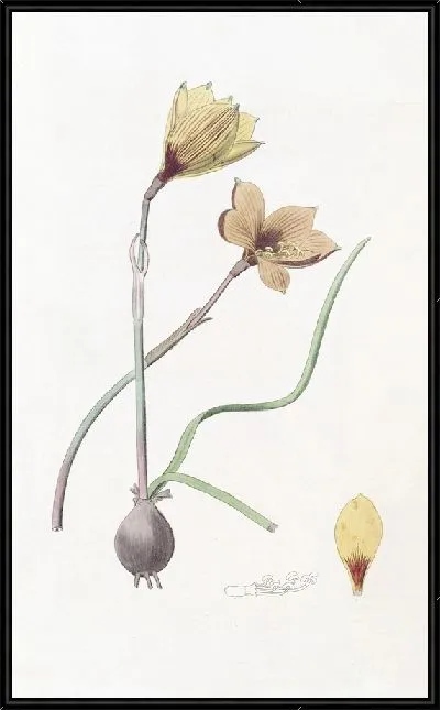 Картина Габрантус Андерсона (1815-1819)