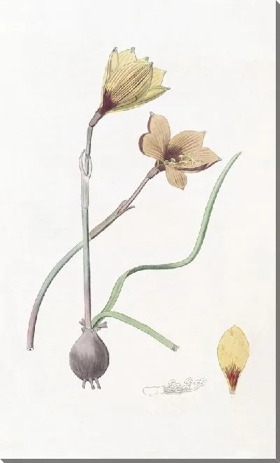 Картина Габрантус Андерсона (1815-1819)