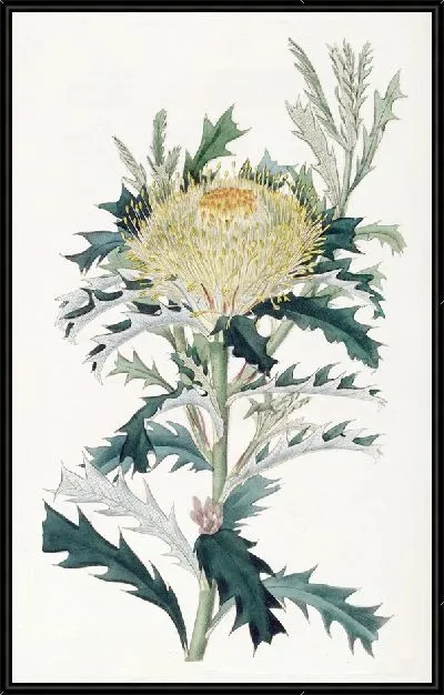 Картина Гемиклидия Бакстера (1815-1819)