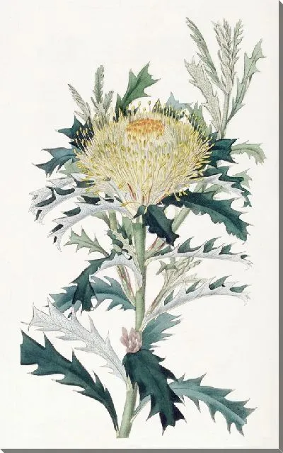 Картина Гемиклидия Бакстера (1815-1819)