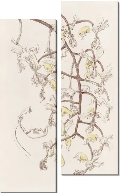 Картина Гонгора бобовая (1815-1819)