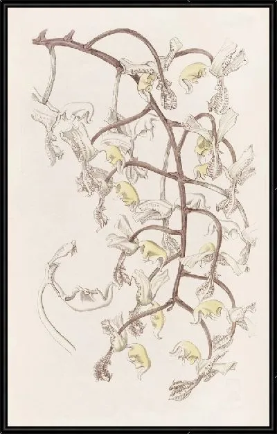 Картина Гонгора бобовая (1815-1819)