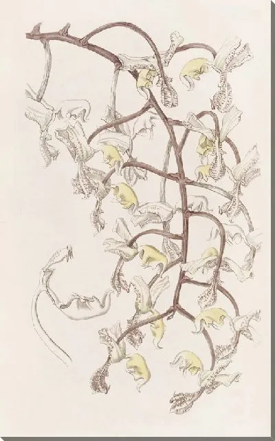 Картина Гонгора бобовая (1815-1819)