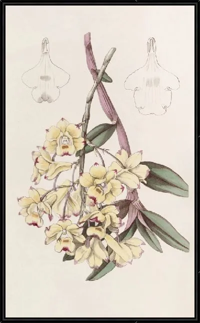 Картина Дендробиум кроваво-пятнистый (1815-1819)