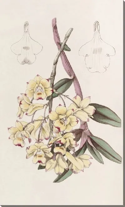 Картина Дендробиум кроваво-пятнистый (1815-1819)