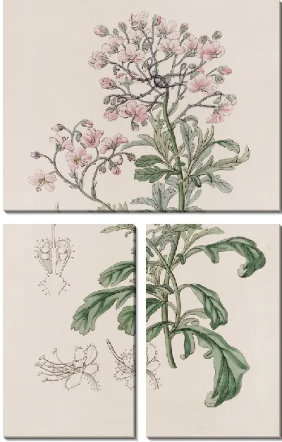 Картина Диплопельтис барона Хюгеля (1815-1819)