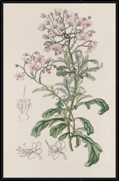 Картина Диплопельтис барона Хюгеля (1815-1819)