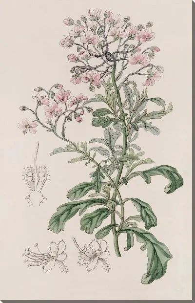 Картина Диплопельтис барона Хюгеля (1815-1819)