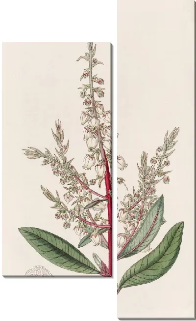 Картина Земляничное зерно (1815-1819)
