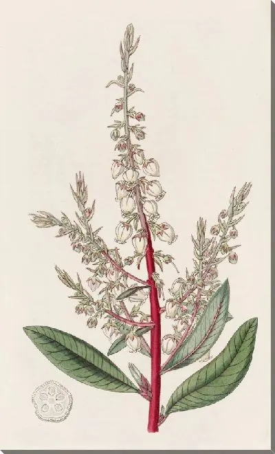 Картина Земляничное зерно (1815-1819)