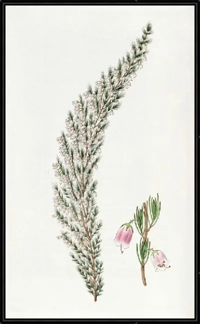 Картина Колокольная пустошь (1815-1819)