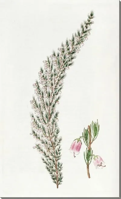 Картина Колокольная пустошь (1815-1819)