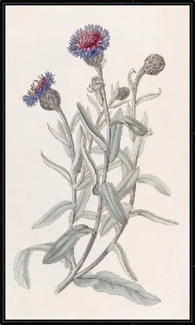 Картина Красивая синяя бутылка (1815-1819)