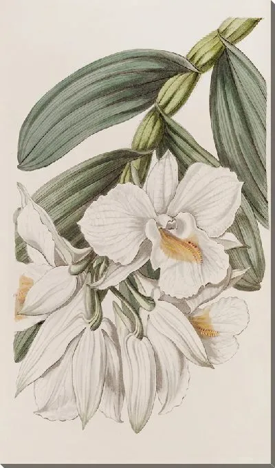 Картина Красивое дерево-цветение (1815-1819)