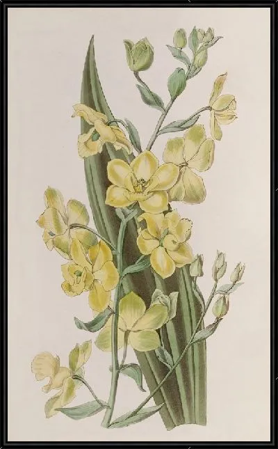 Картина Кривая стопа Андерсона (1815-1819)