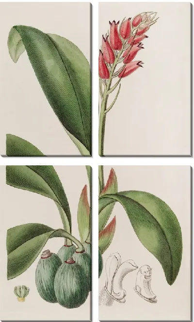 Картина Криптохил кровавого цвета (1815-1819)