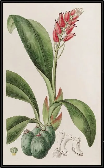 Картина Криптохил кровавого цвета (1815-1819)