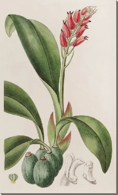 Картина Криптохил кровавого цвета (1815-1819)