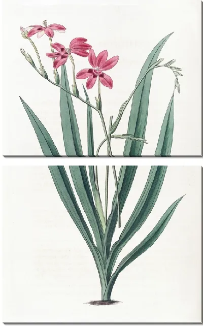 Картина Кровавая аноматека (1815-1819)