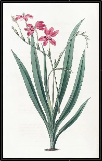 Картина Кровавая аноматека (1815-1819)