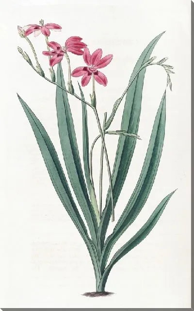 Картина Кровавая аноматека (1815-1819)