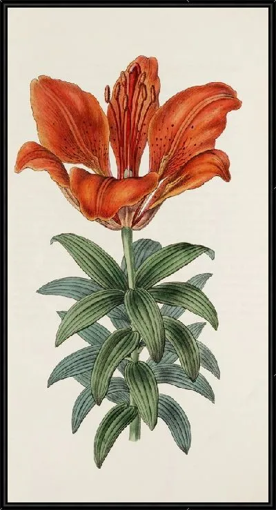 Картина Кроваво-красная лилия (1815-1819)