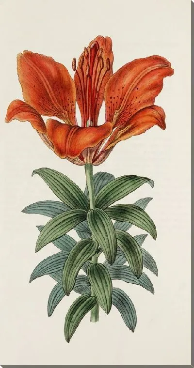 Картина Кроваво-красная лилия (1815-1819)