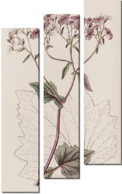 Картина Кроваво-красный Сенесио (1815-1819)