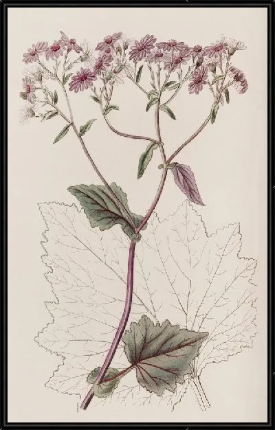 Картина Кроваво-красный Сенесио (1815-1819)