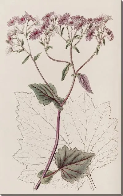Картина Кроваво-красный Сенесио (1815-1819)