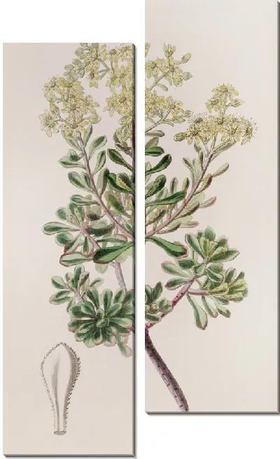 Картина Кровоточащий Каменник (1815-1819)