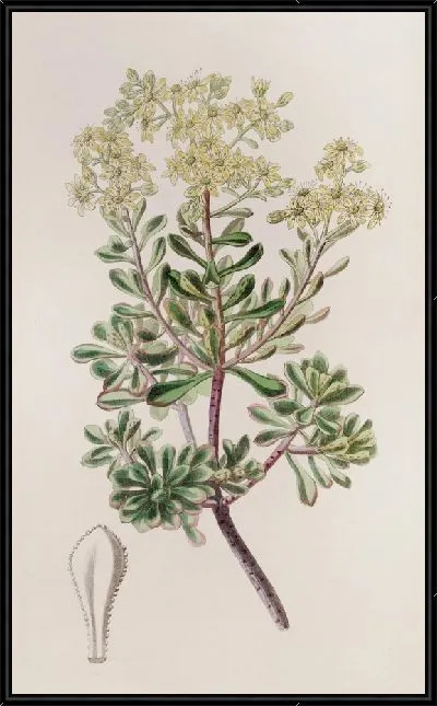 Картина Кровоточащий Каменник (1815-1819)