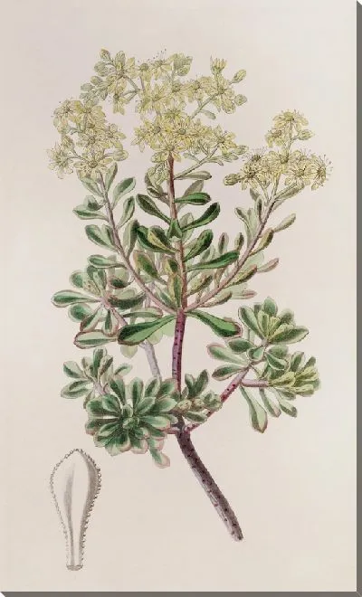 Картина Кровоточащий Каменник (1815-1819)