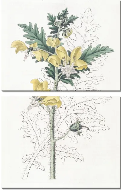 Картина Лоаса амброзилистная (1815-1819)