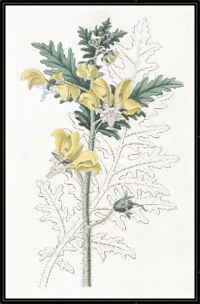 Картина Лоаса амброзилистная (1815-1819)