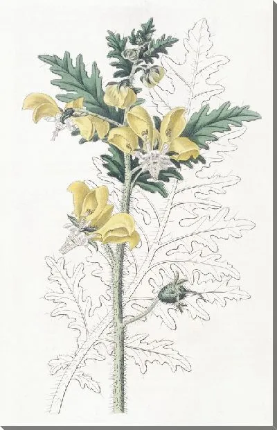 Картина Лоаса амброзилистная (1815-1819)