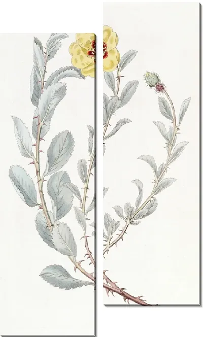 Картина Ловеа ягоднолистная (1815-1819)