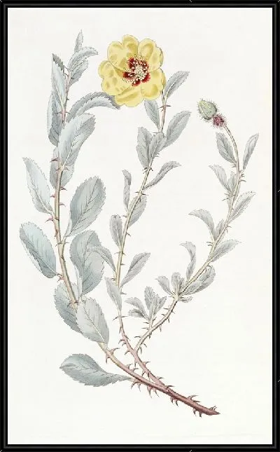 Картина Ловеа ягоднолистная (1815-1819)