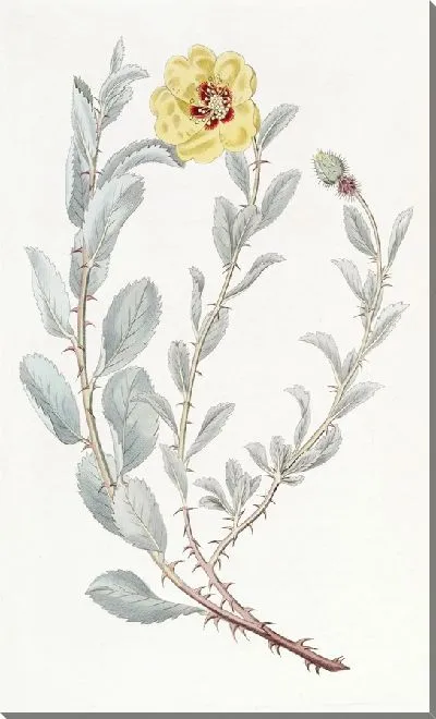 Картина Ловеа ягоднолистная (1815-1819)