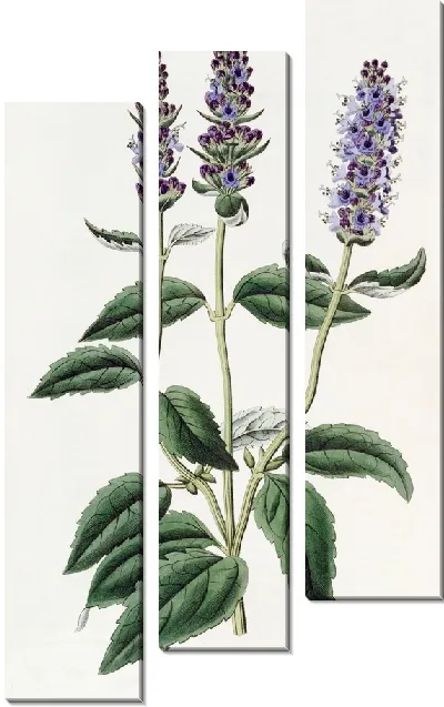 Картина Лофантус анисовый (1815-1819)