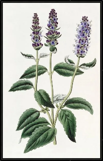 Картина Лофантус анисовый (1815-1819)