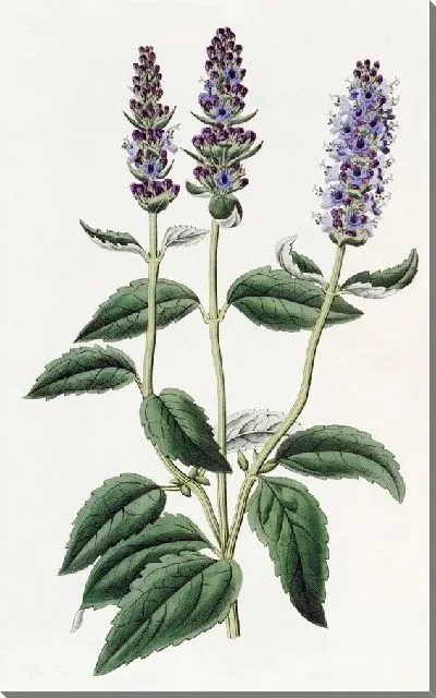 Картина Лофантус анисовый (1815-1819)