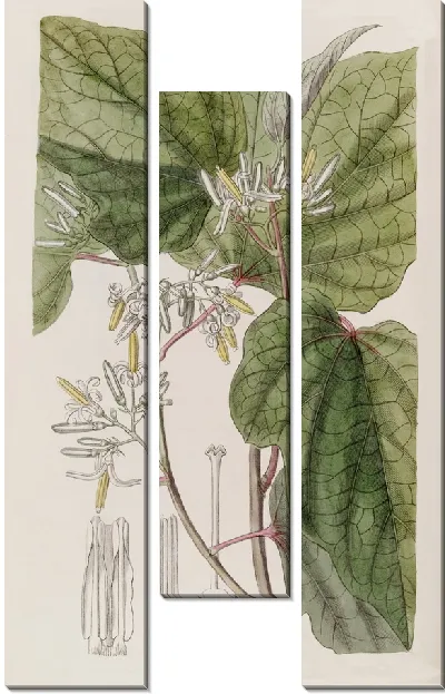Картина Марлея бегониелистная (1815-1819)