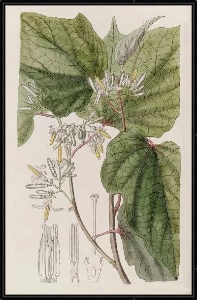 Картина Марлея бегониелистная (1815-1819)