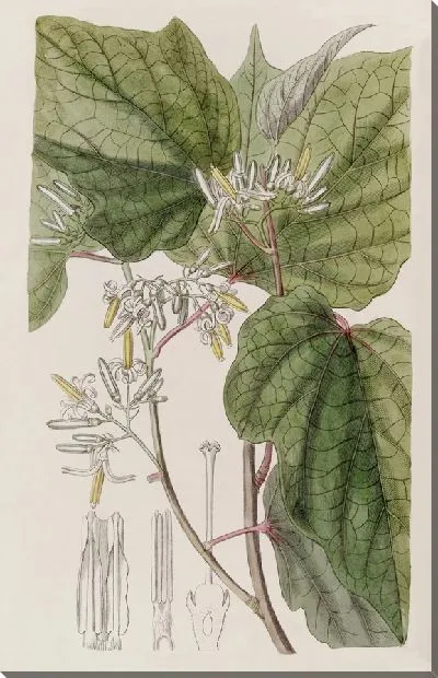 Картина Марлея бегониелистная (1815-1819)